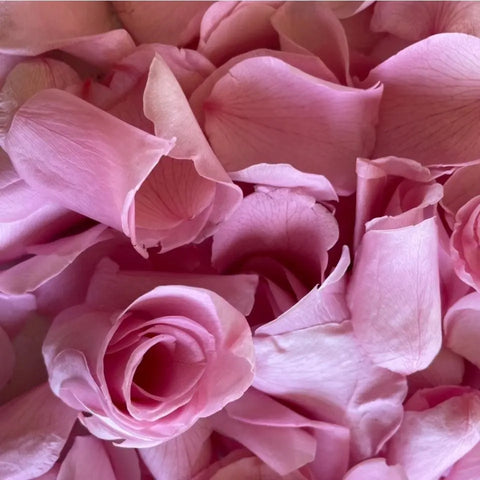 Freeze Dried Rose Petals - Blush Pink - My Wedding Store 
